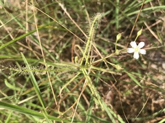 Drosera serpens