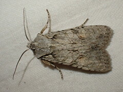 Lithophane ornitopus