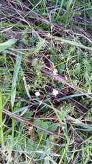 Stellaria graminea