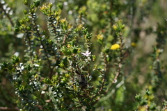 Agathosma ovata
