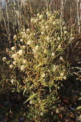 Symphyotrichum novi-belgii