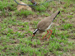 Vanellus coronatus