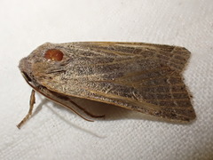 Agrochola lunosa