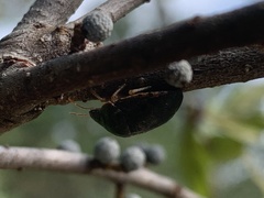 Diolcus chrysorrhoeus