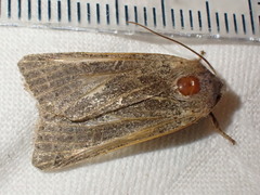 Agrochola lunosa