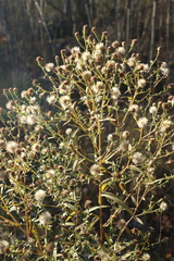 Symphyotrichum novi-belgii