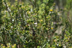 Agathosma ovata