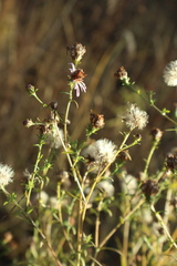 Symphyotrichum novi-belgii