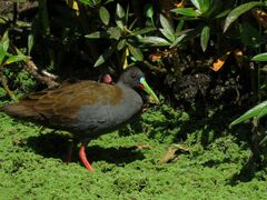 Pardirallus sanguinolentus