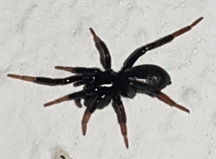 Drassyllus