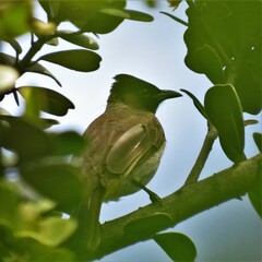 Pycnonotus barbatus layardi