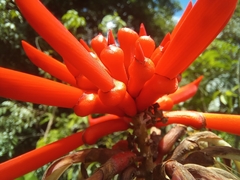 Erythrina gibbosa