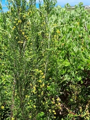 Passerina corymbosa