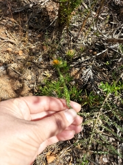 Crotalarieae