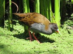 Pardirallus sanguinolentus