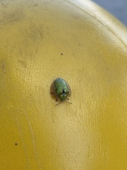 Eurypepla calochroma