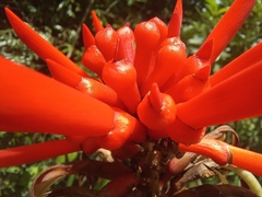 Erythrina gibbosa