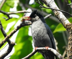 Hypsipetes leucocephalus