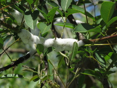 Cephisus siccifolius