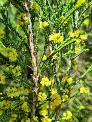 Passerina corymbosa