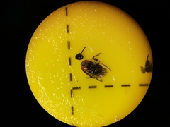 Eutomostethus ephippium