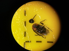 Eutomostethus ephippium