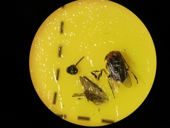 Eutomostethus ephippium