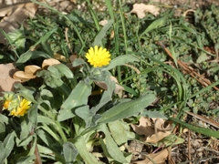 Calendula arvensis