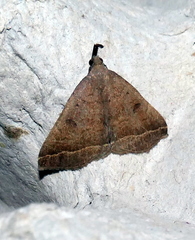 Pechipogo plumigeralis