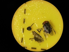 Eutomostethus ephippium