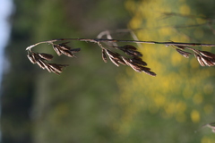 Thamnochortus glaber