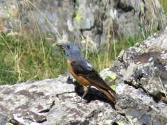 Monticola saxatilis