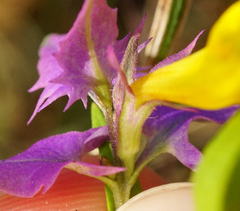 Melampyrum subalpinum