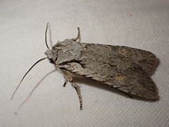 Lithophane ornitopus