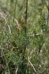 Thamnochortus glaber