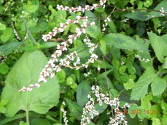 Persicaria chinensis