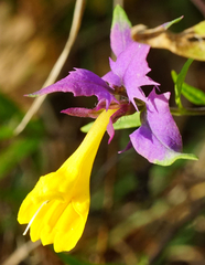Melampyrum subalpinum