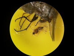 Elaphropeza ephippiata