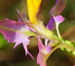 Melampyrum subalpinum