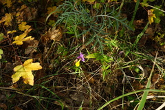 Melampyrum subalpinum