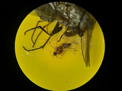 Elaphropeza ephippiata