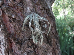Ramalina celastri