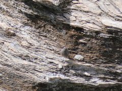 Prunella collaris