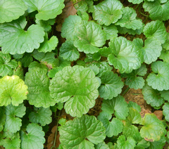 Glechoma hederacea