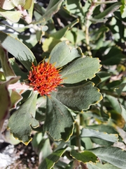Leucospermum mundii
