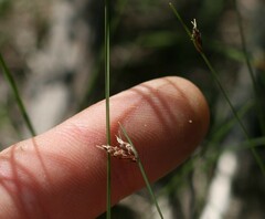 Ficinia angustifolia