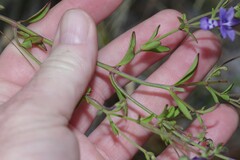 Trichostema setaceum