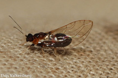 Triozidae