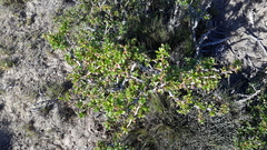Berberis microphylla