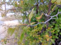 Sideroxylon lanuginosum